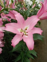 [5221 Missoni VZ No02.JPG]